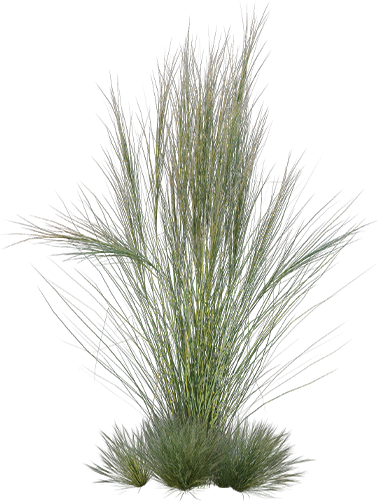 Thin Grass